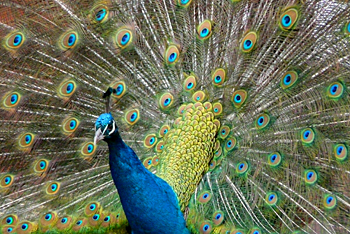 pfau_1