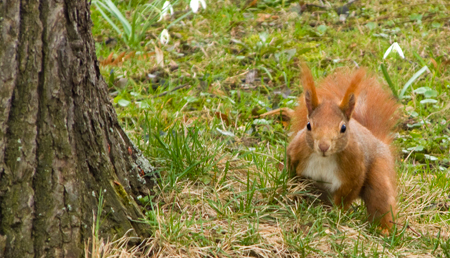 Eichhoernchen_3